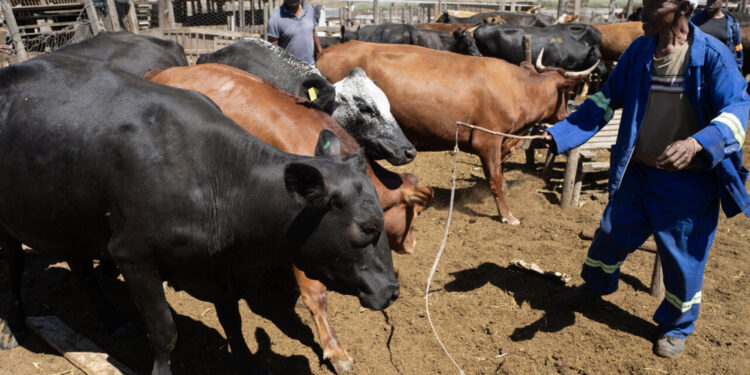 La RDC interdit les imports de bétail d’Afrique du Sud face à la fièvre aphteuse