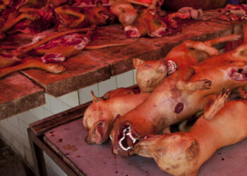 Immersion au marché de Dawaki, épicentre du commerce de viande de chien