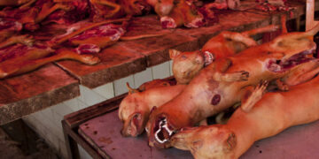 Immersion au marché de Dawaki, épicentre du commerce de viande de chien