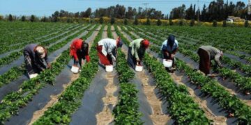 Afrique : l’agriculture vers le cap des 1 000 milliards de dollars promesse de puissance ou mirage structurel ?