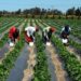 Afrique : l’agriculture vers le cap des 1 000 milliards de dollars promesse de puissance ou mirage structurel ?