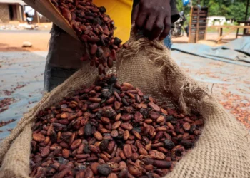 Chute brutale du cacao : la Côte d’Ivoire abaisse le prix aux producteurs à 1 200 FCFA, un tournant pour la filière