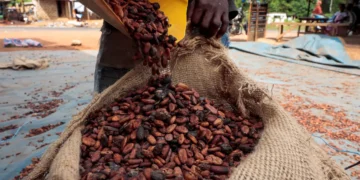 Chute brutale du cacao : la Côte d’Ivoire abaisse le prix aux producteurs à 1 200 FCFA, un tournant pour la filière