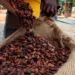 Chute brutale du cacao : la Côte d’Ivoire abaisse le prix aux producteurs à 1 200 FCFA, un tournant pour la filière