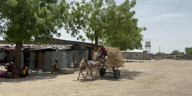 Ngoshe : Le retour de la terreur de masse dans le Nord-Est du Nigeria