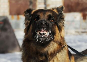 Mondial 2030 sous tension : la rage et les chiens errants placent le Maroc face à un choix crucial