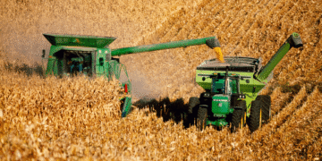 RDC : une récolte record de maïs, symbole d’une ambition agricole retrouvée