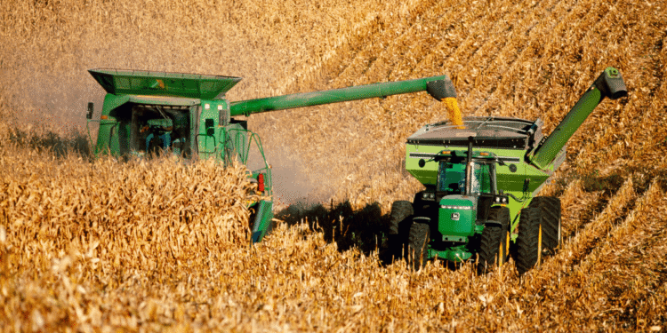 RDC : une récolte record de maïs, symbole d’une ambition agricole retrouvée