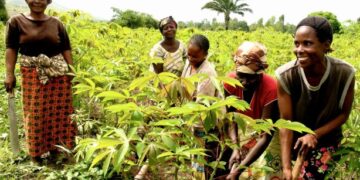 L’Assemblée nationale adopte la loi sur la souveraineté alimentaire : un tournant historique pour l’agriculture congolaise
