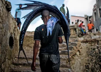 Afrique : l’économie bleue au cœur de la sécurité alimentaire