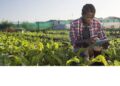 Financer l’agriculture africaine : l’urgence d’un sursaut face à la faim