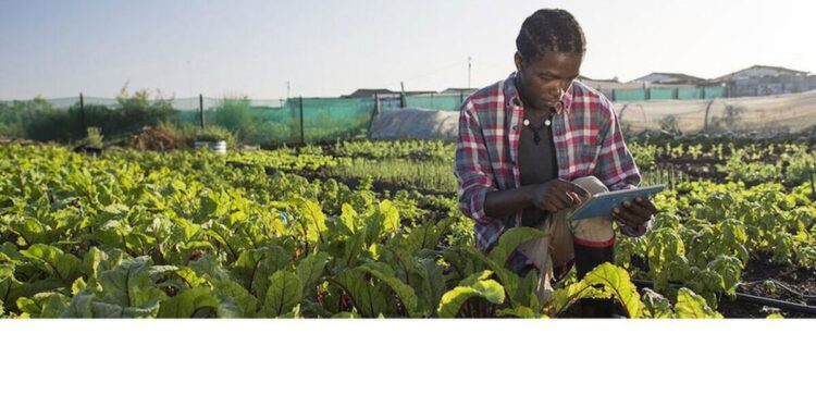 Financer l’agriculture africaine : l’urgence d’un sursaut face à la faim