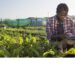 Financer l’agriculture africaine : l’urgence d’un sursaut face à la faim
