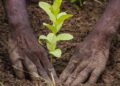 Afrique : la déforestation continue de ravager le continent, près de 4 millions d’hectares de forêts disparaissent chaque année