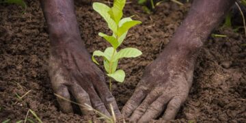 Afrique : la déforestation continue de ravager le continent, près de 4 millions d’hectares de forêts disparaissent chaque année