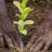 Afrique : la déforestation continue de ravager le continent, près de 4 millions d’hectares de forêts disparaissent chaque année