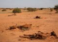 Corne de l’Afrique : des crises nationales aux défis régionaux