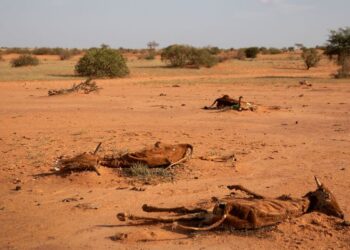 Corne de l’Afrique : des crises nationales aux défis régionaux