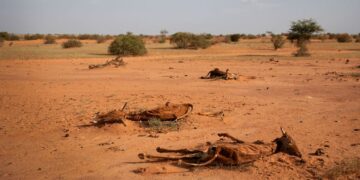 Corne de l’Afrique : des crises nationales aux défis régionaux