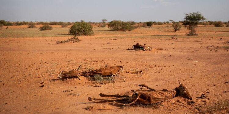 Corne de l’Afrique : des crises nationales aux défis régionaux